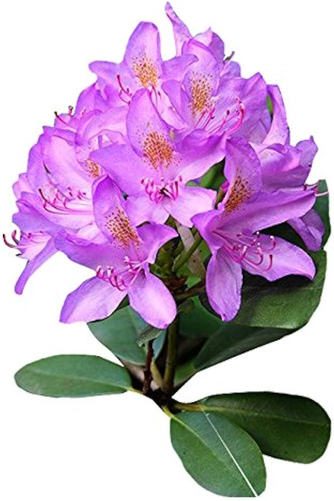 Rhododendron (azalea Rhododendron simsii flower) for planting in garden